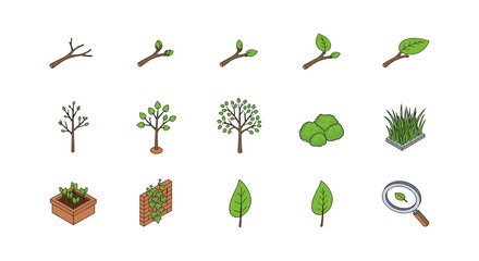 Isometric growth stages of plants with greenery and gardening tools