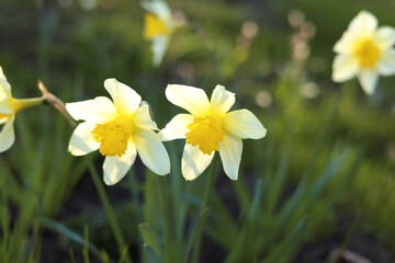 Yellow and white daffodils in a spring garden