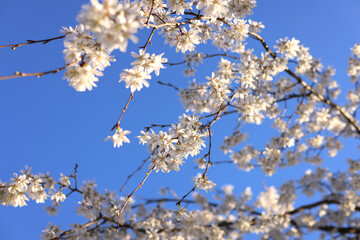 White Cherry Blossoms on a Branch Against Blue Sky