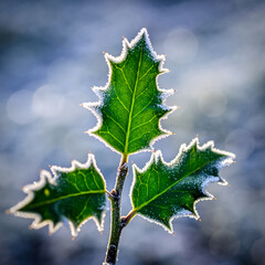 Fototapeta premium Frost on green holly leaves in bright winter sunlight macro photography