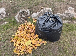 Black trash bag filled with fallen maple leaves beside a pile of yellow and orange autumn foliage on the ground, creating a seasonal outdoor scene of leaf collection and fall colors.