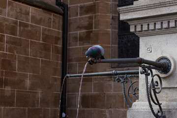 Obraz premium Rock pigeon (Rock dove) with bright colorful neck drinking from water fountain stream spout