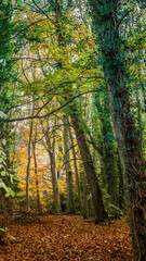 Autumnal colours on a walk through Bothal Woods, Northumberland, November 2025