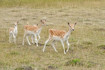 A small herd of young deer with white spots on their brown coats are walking through a golden grassy field in the daytime.