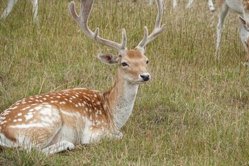 Spotted deer with large antlers rests peacefully in a grassy meadow on a cloudy day, blending with its serene and natural surroundings.