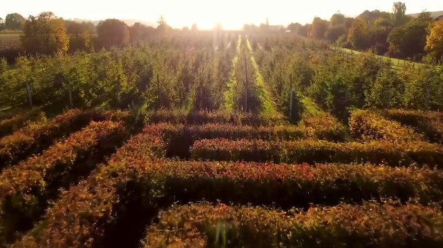 Aerial view of an autumnal maze with a sunny orchard in the background