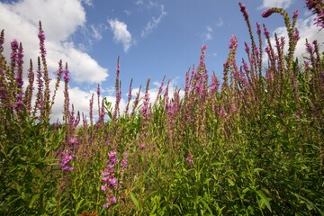 Close-up of purple loosestrife flowers reaching towards a blue sky with scattered clouds during daylight outdoor environment.