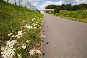 A serene view of white flowers blooming beside a quiet asphalt road, with a green hillside and a bridge structure in the distance.