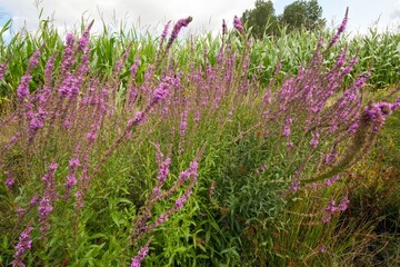 Lush purple loosestrife flowers stand tall in a vibrant field, swaying gently under the bright sky with corn plants