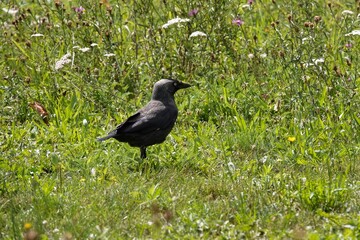 A western jackdaw, Coloeus monedula , stands alert in a field of green, watching the surroundings with a keen eye.