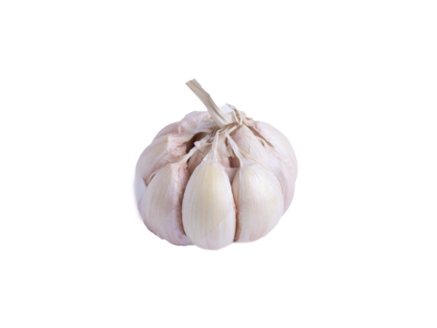 Fresh whole garlic bulb with visible cloves isolated on transparent background, organic spicy food ingredient for cooking.
