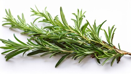 Fototapeta premium Isolated Sprigs Of Aromatic Rosemary Herb For Cooking With Stems And Needle Like Leaves