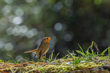 Robin resting on the ground with bokeh background