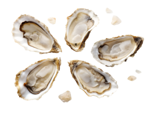 Broken Oyster Shell PNG – Realistic Fragmented Shell Pieces on Transparent Background