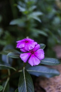 purple flower in the garden
