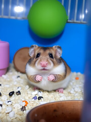 hamster