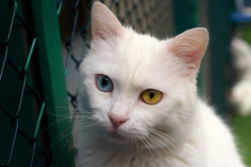White heterochromia Turkish Van cat with blue and amber eyes outdoors.