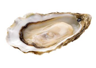Open Oyster Shell PNG – Realistic Pearlescent Seafood Shell on Transparent Background