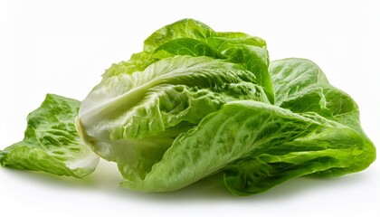 Romain Lettuce Isolated On White