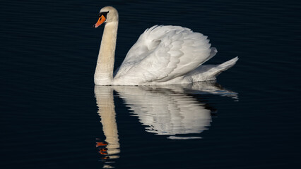 Mute swan with reflection on calm dark water