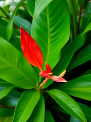 Vibrant Red Ginger Flower with Lush Green Leaves