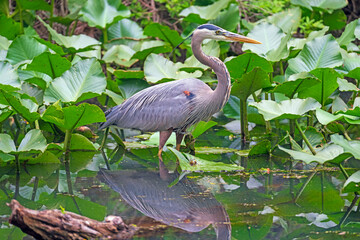 Great Blue Heron Wading Through a Verdant Pond