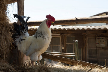 Poultry that live in rural houses
