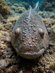 Close up of an australian Queensland lungfish resting underwater. close to the seabed