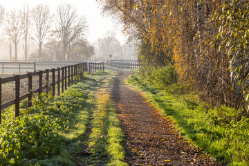 Obraz premium Rural path with wooden fences and fallen leaves, flanked by autumn trees and morning sunlight casting long shadows in a peaceful countryside setting.