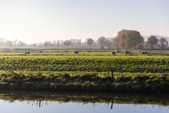 Green pastures with grazing cows, calm water in foreground reflects grassy bank, autumn trees and clear sky complete this tranquil rural scene.