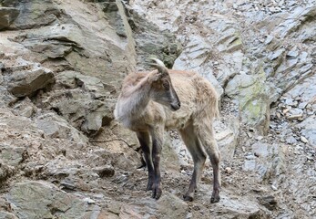 Himalayan tahr

