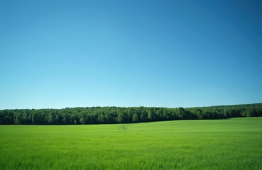 Obraz premium Vast green field under clear blue sky bordering a dense forest line. A subtle track curves through the meadow. Perfect for themes of nature, agriculture, and rural scenery.