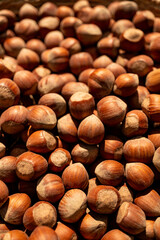 hazelnut 