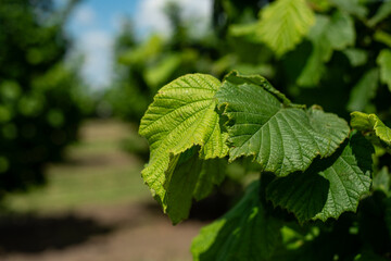 mint leaves in the garden