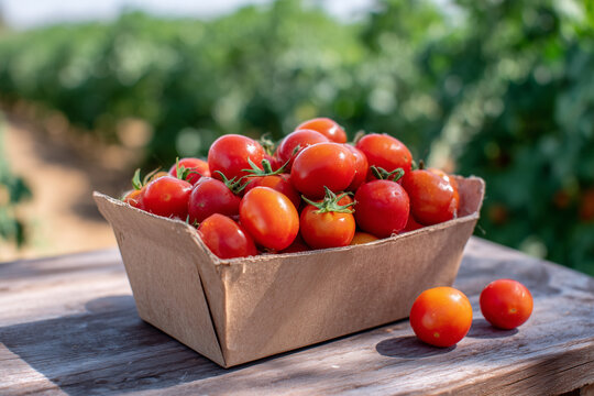 Frische Tomaten in nachhaltiger Verpackung auf hellem Hintergrund