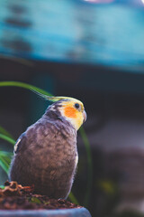 bird of paradise