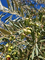 green olives on tree