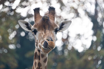 Obraz premium Funny giraffe portrait sticking tongue out looking at camera.