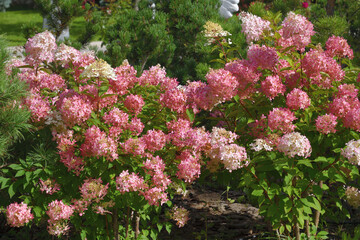 Obraz premium Bush of pink and white abundantly blooming hydrangea in garden