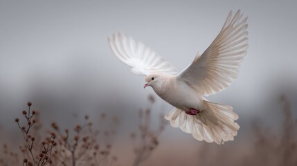A white dove hovers above a field filled with dry plants, its wings fully extended. The scene captures the serenity of a quiet morning in spring, with soft light and a peaceful atmosphere.