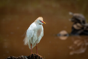 Cattle egret standing on a rock beside brownish water, its feathers ruffled by the wind and its orange crest raised. Captured in a moment of stillness, this image highlights the bird distinct breeding