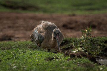 Side view of a Hadeda ibis with its distinctive curved bill and muted plumage, captured in warm lighting on green grass with a blurred earthy background. This grounded wildlife scene highlights the