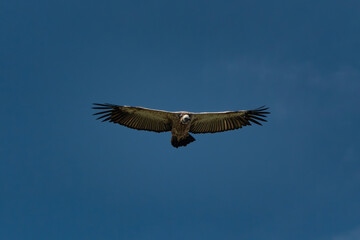 Several vultures gathered closely while feeding on a carcass hidden in tall green grass, captured in a raw and natural moment of scavenging behavior. This powerful wildlife scene illustrates the