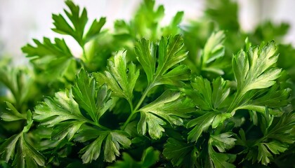 High Resolution Image Of Vibrant Green Parsley Leaves Perfect For Culinary Herbal And Botanical Projects
