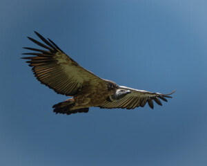 Obraz premium Several vultures gathered closely while feeding on a carcass hidden in tall green grass, captured in a raw and natural moment of scavenging behavior. This powerful wildlife scene illustrates the