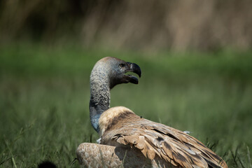 Several vultures gathered closely while feeding on a carcass hidden in tall green grass, captured in a raw and natural moment of scavenging behavior. This powerful wildlife scene illustrates the