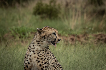 Wild cheetah lying in green grass next to a partially eaten carcass, alert and scanning the surroundings. This intense wildlife moment captures predator behavior in its natural habitat, ideal for use