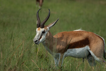 Elegant springbok antelope standing alert in tall green grass, with striking curved horns and distinctive brown and white markings. Captured in natural daylight, this image evokes themes of agility
