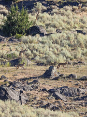 Coyotes in Lamar Valley, Yellowstone National Park, USA