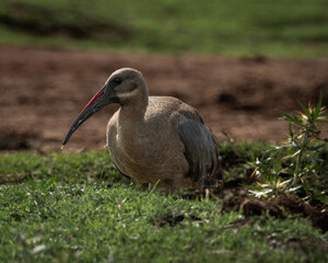 Side view of a Hadeda ibis with its distinctive curved bill and muted plumage, captured in warm lighting on green grass with a blurred earthy background. This grounded wildlife scene highlights the